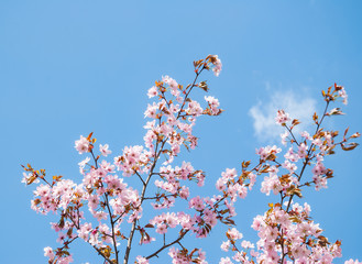 Cherry blossoms (sakura)