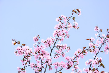 Obraz na płótnie Canvas Cherry blossoms (sakura)