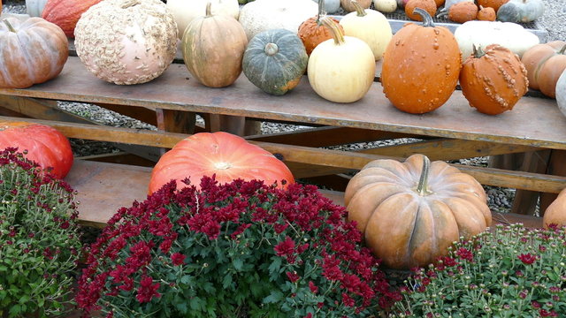 Pumpkins, gourds and flowers on a table, Thanksgiving symbols