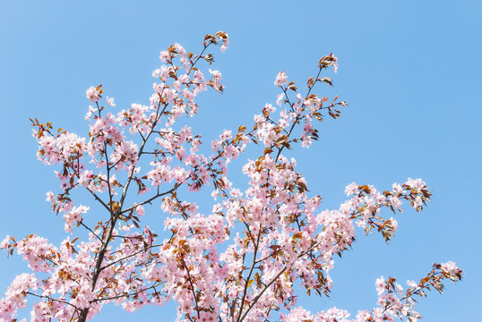 Cherry blossoms (sakura)
