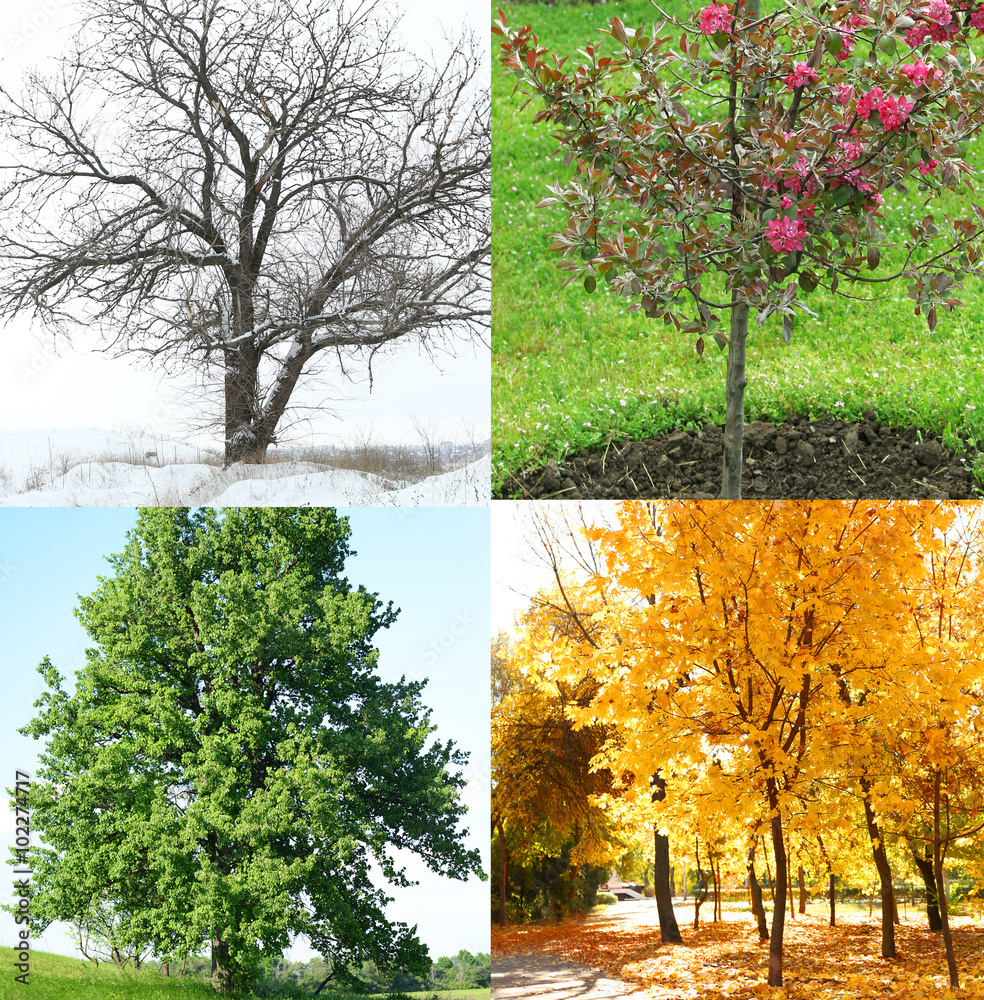 Poster four seasons collage: several photos of beautiful trees at different time of the year - winter sprin