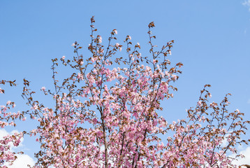 Cherry blossoms (sakura)