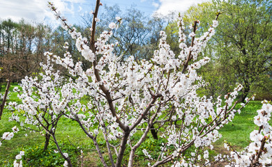 Blooming Apple tree in the garden