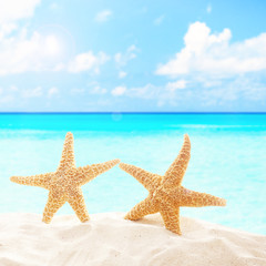 Fototapeta na wymiar Starfishes on sandy beach
