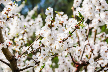 Blooming Apple tree