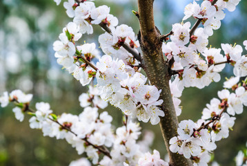 Blooming Apple tree