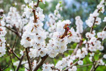 Blooming Apple tree