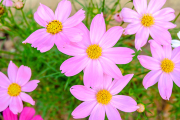 Pink Kosmeya flowers