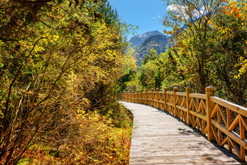 Wooden boardwalk through fall woods. Autumn landscape