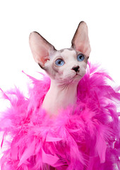 Canadian Sphynx cat wrapped in pink feather boa close-up isolated on white background
