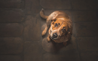 Dog looking up to his owner