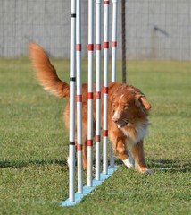 Nova Scotia Duck Tolling Retriever at a Dog Agility Trial