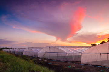 Obraz premium green house in farm at beautiful sunset