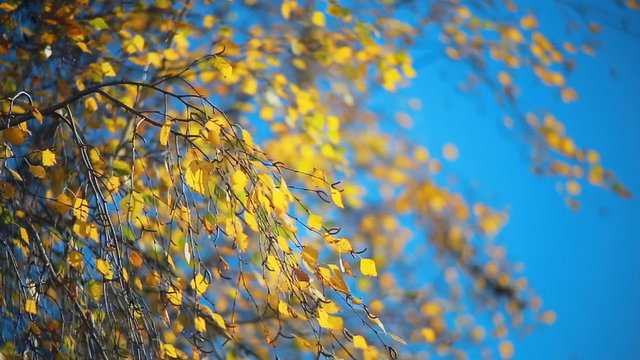 autumn leaves of birch on a background of blue sunny sky. Protection of the environment and ecology. Forest resources of the Earth. Warm weather.