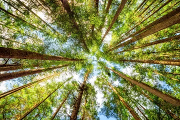Zelfklevend Fotobehang Onderaanzicht van hoge bomen in groenblijvend oerbos © efired