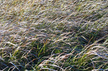 Wild grass swaying in the breeze