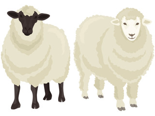 ひつじイラスト01