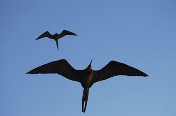 Frigate Birds - Galapagos - Ecuador
