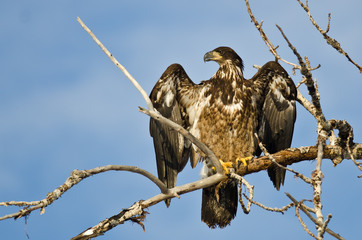 Young Bald Eagle Surveying the Area While Perched High in a Barren Tree