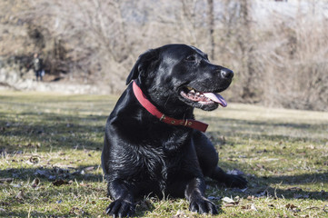 Dog on a meadow