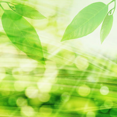 Naklejka premium Green leaves and bokeh light nature background 