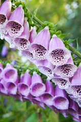 digitalis flower 