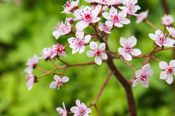 Pink flowers with green background