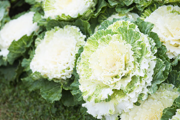 decorative coloured cabbage in garden