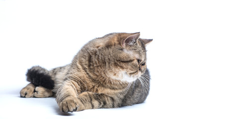 Beautiful cat on white