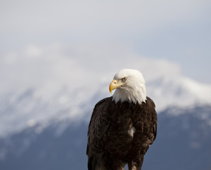 Portrait of an Eagle
