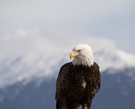 Portrait of an Eagle