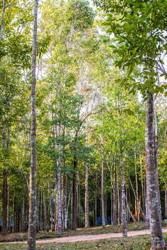 natural  forest, Khao Yai National Park, Thailand