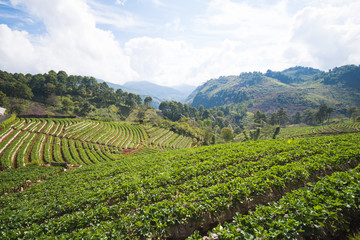 Fototapeta na wymiar strawberry plantation beautiful landscape in Chiang Mai