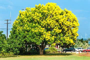 黄色い花が咲いている大きな木,ゴールドツリー