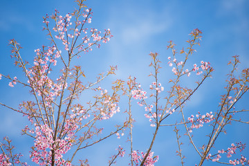 sakura, thai cherry blossom in garden