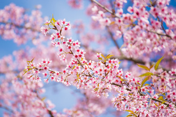 sakura, thai cherry blossom in garden
