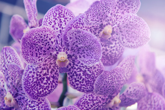 Fototapeta Beautiful purple orchids flower tree.