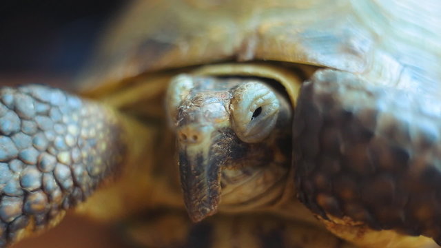 European steppe turtle. Asian turtle endangered species