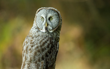 Wild Owl in Nature