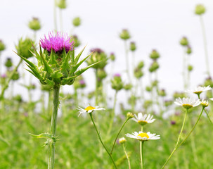 Field with Silybum marianum (Milk Thistle) , Medical plants.