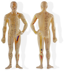 mannequin d'acupuncture chinoise