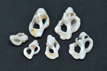 beach shells in black background isolated