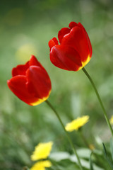 Obraz premium 野に咲く二輪のチューリップ