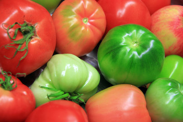 Tomatoes / Green, red and yellow tomatoes