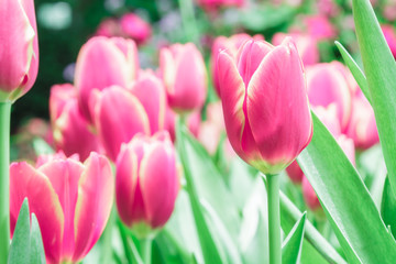 Fototapeta premium Tulipany