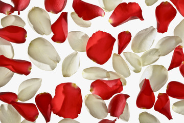 Białe i czerwone płatki róż na białym tle. Tło z pojedynczych pomieszanych płatków róż.