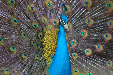 Portrait of beautiful peacock with feathers out..