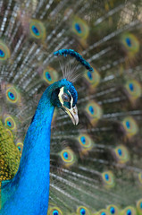 Portrait of beautiful peacock with feathers out..