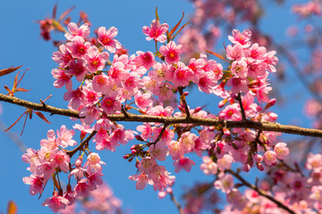 Soft wild Himalayan Cherry flower (Prunus cerasoides),Giant tiger flower in Thailand, selective focus