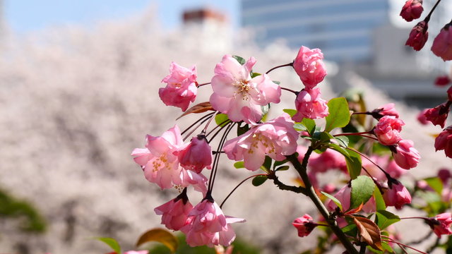 Close up shot of a blooming cherry blossom in sunshine.